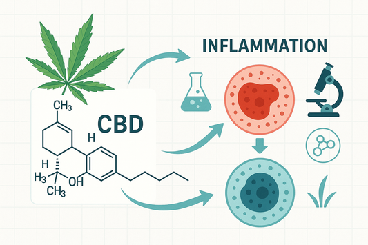 The Link Between CBD and Inflammation: What Science Says
