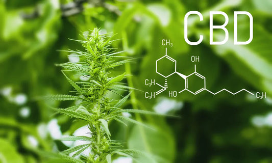 How to Properly Dose CBD: A Guide for Beginners