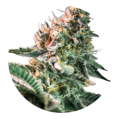Premium Cannabis-Derived Terpenes  Solvent-Free 1ml