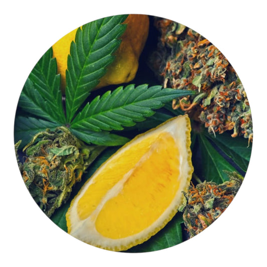 Botanical Derived Terpenes Solvent Free 1ml