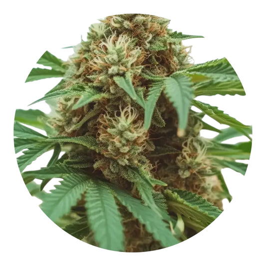 Hemp-Derived Terpenes Solvent-free  1ml