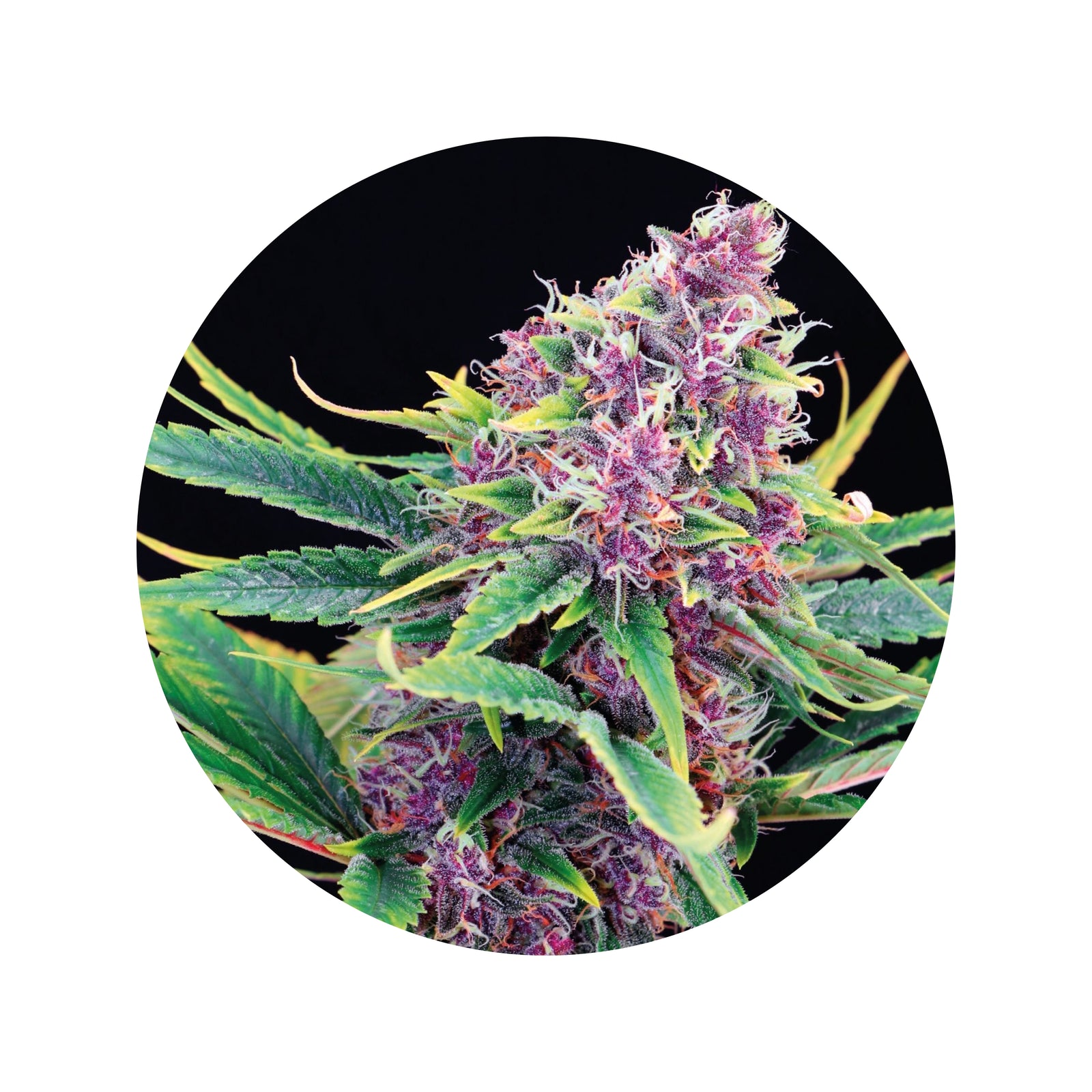 CBD Terpenes
