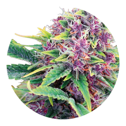 Premium Isolated Terpenes Solvent Free 1ml
