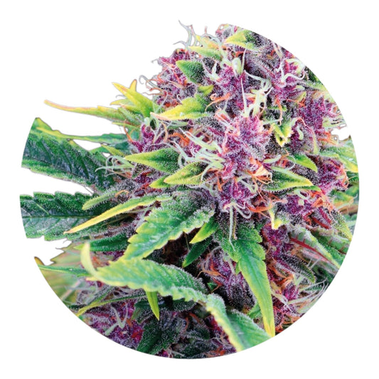 Premium Isolated Terpenes Solvent Free 1ml